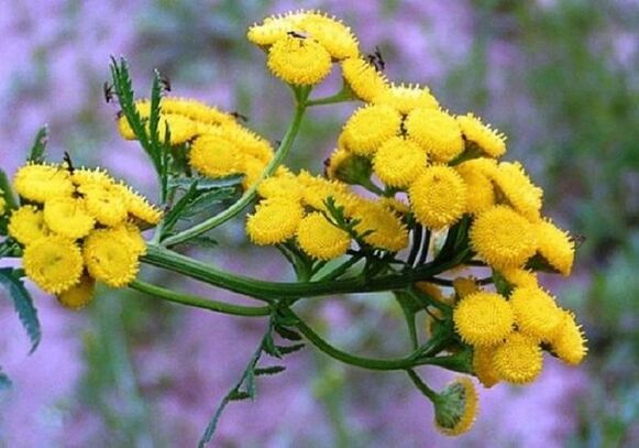 χρησιμοποιώντας tansy για την απομάκρυνση των παρασίτων από το σώμα